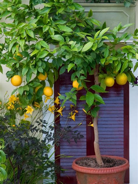 saksıda limon ağacı aşılama